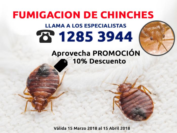 Fumigacion de chinches.